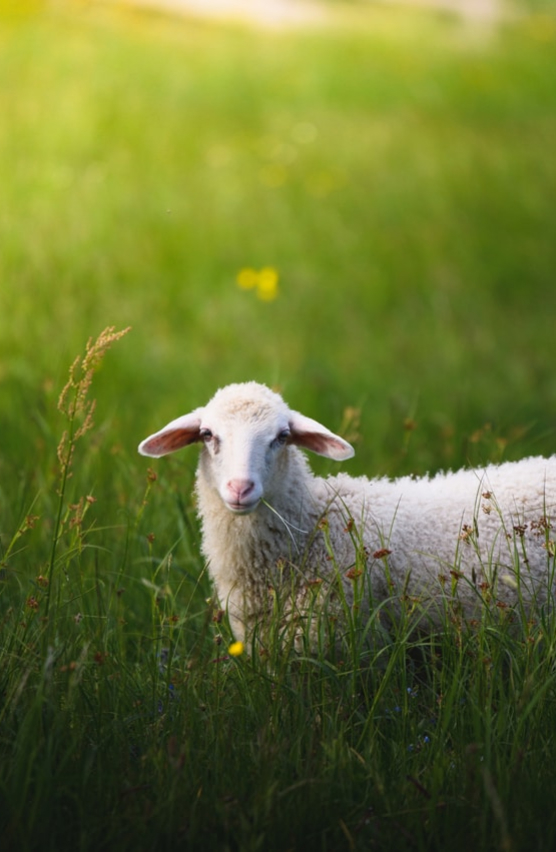 Sheep